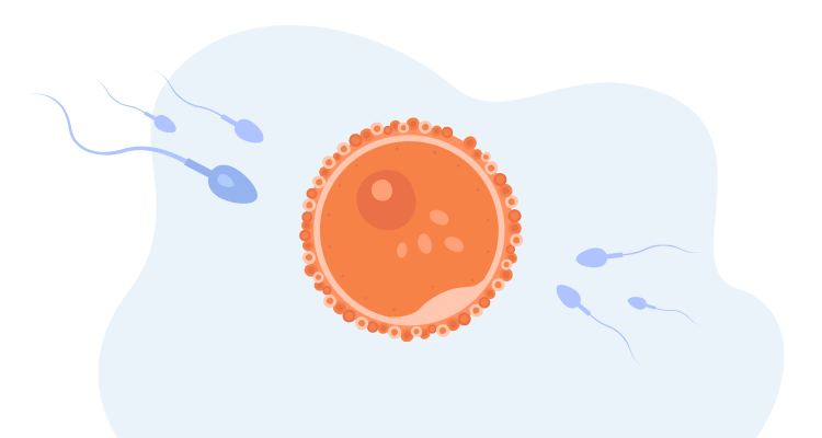 都说卵子质量差？到底差在哪？