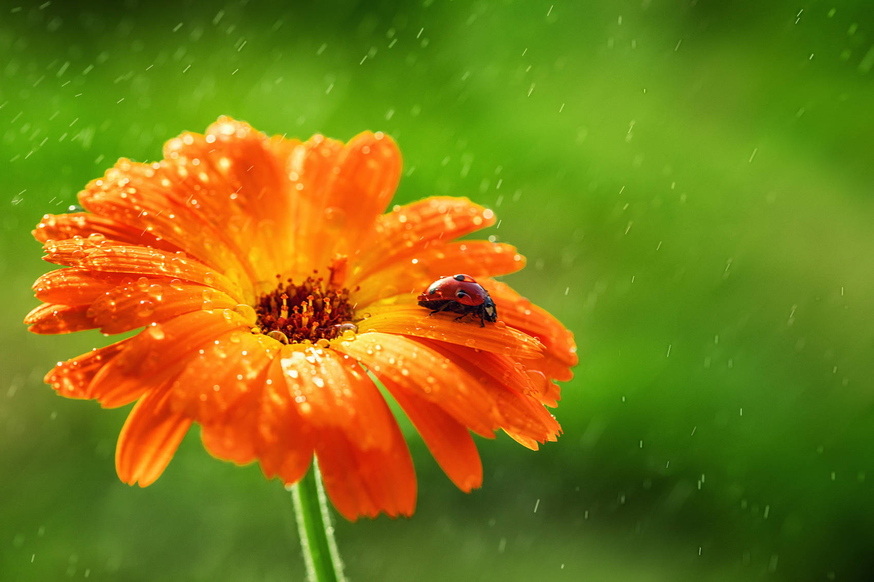 瓢虫在雨中的花特写.jpg