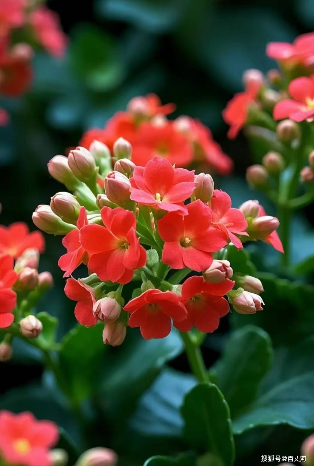 【古诗词鉴赏】宋代词人欧阳修《长相思·花似伊》词赏析