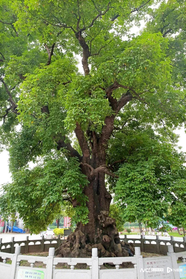 树龄最长的树图片