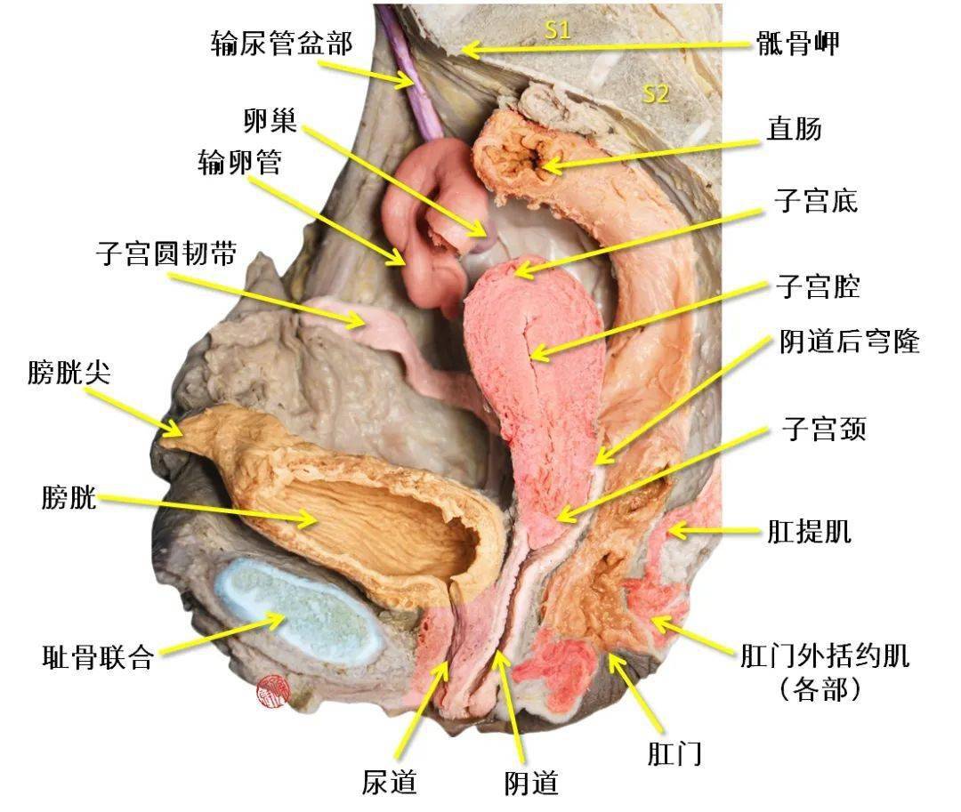 直肠分层解剖结构图图片