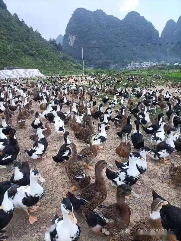 魚塘水庫大量養鴨運用微生物技術形成生態養殖效果好,水質不黑不臭