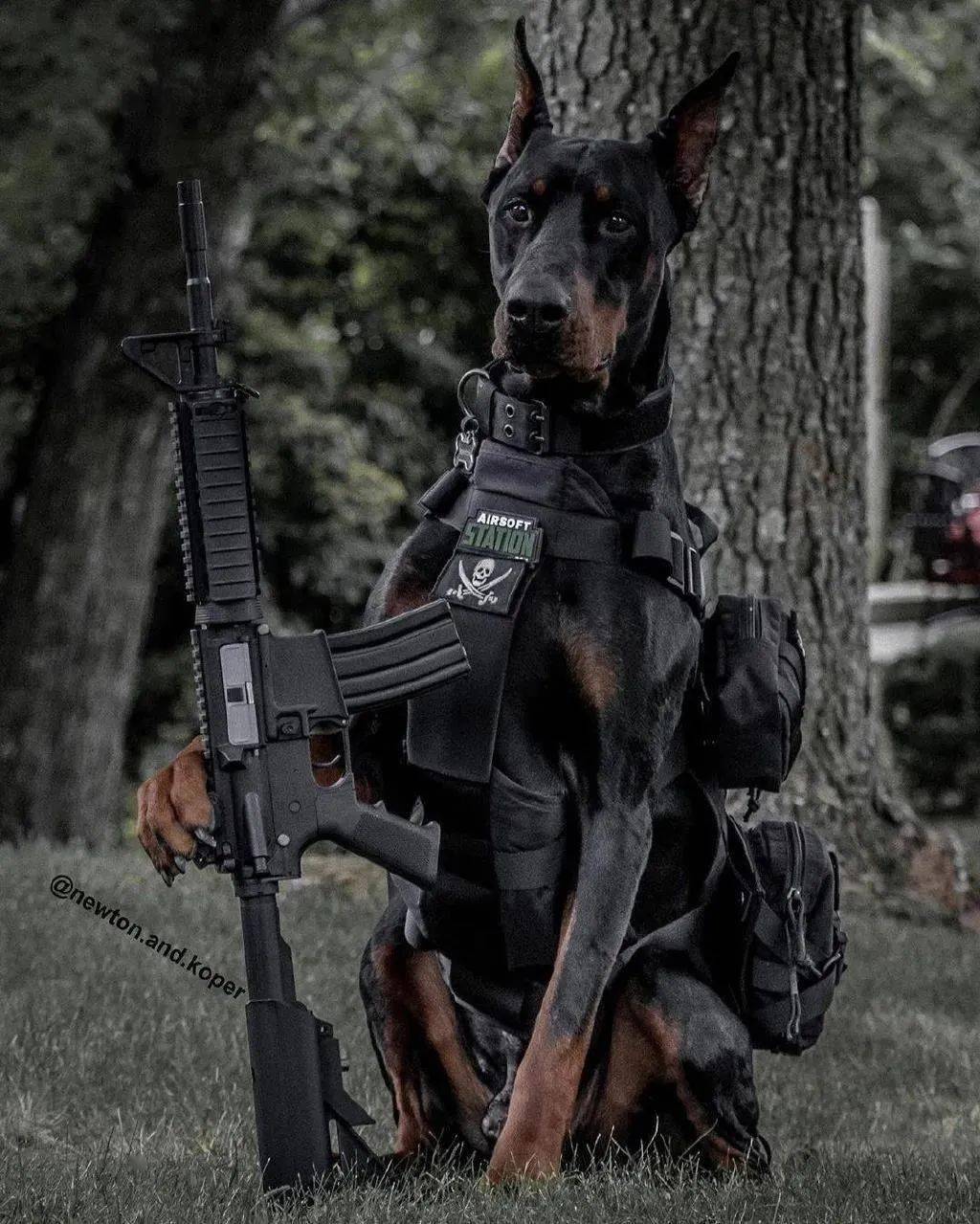 最适合看家护院的六大猛犬,智商高,警觉性强!_性格_马犬_气质