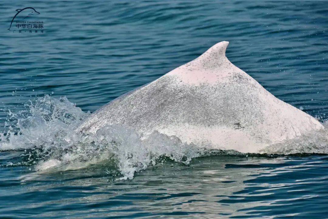 钦州三娘湾游玩攻略来了!让你来了就不想走!_中华白海豚_tips#_part