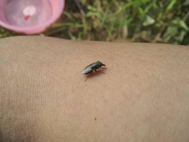 全程图文记录最原生态的一次钓行,用水蜈蚣做钓饵_钓鱼人_白条_钓友