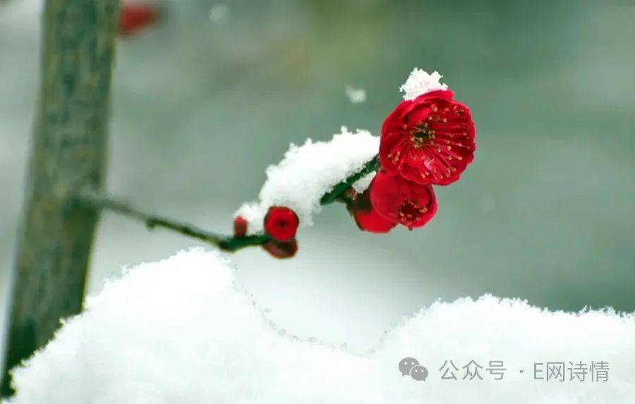 【劍如虹】雪裡賞梅_古詩詞_瓊花_詩情