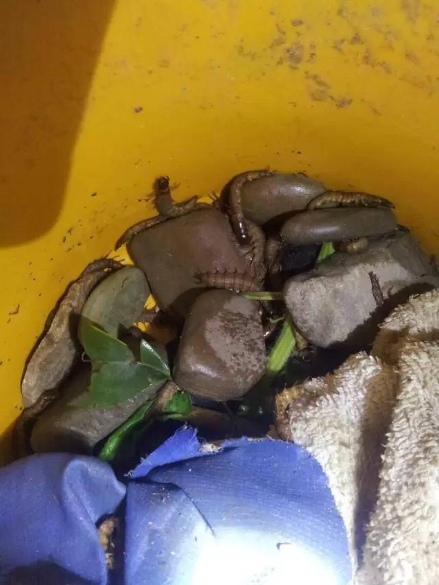 全程图文记录最原生态的一次钓行,用水蜈蚣做钓饵_钓鱼人_白条_钓友