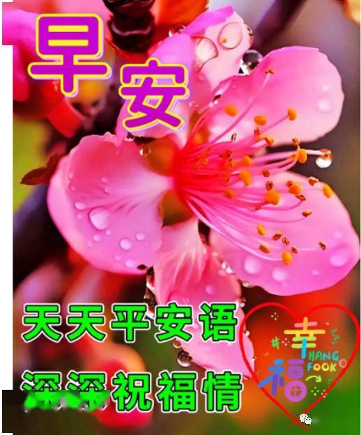 今日最新早上好表情圖片大全,祝福問候,幸福無憂!