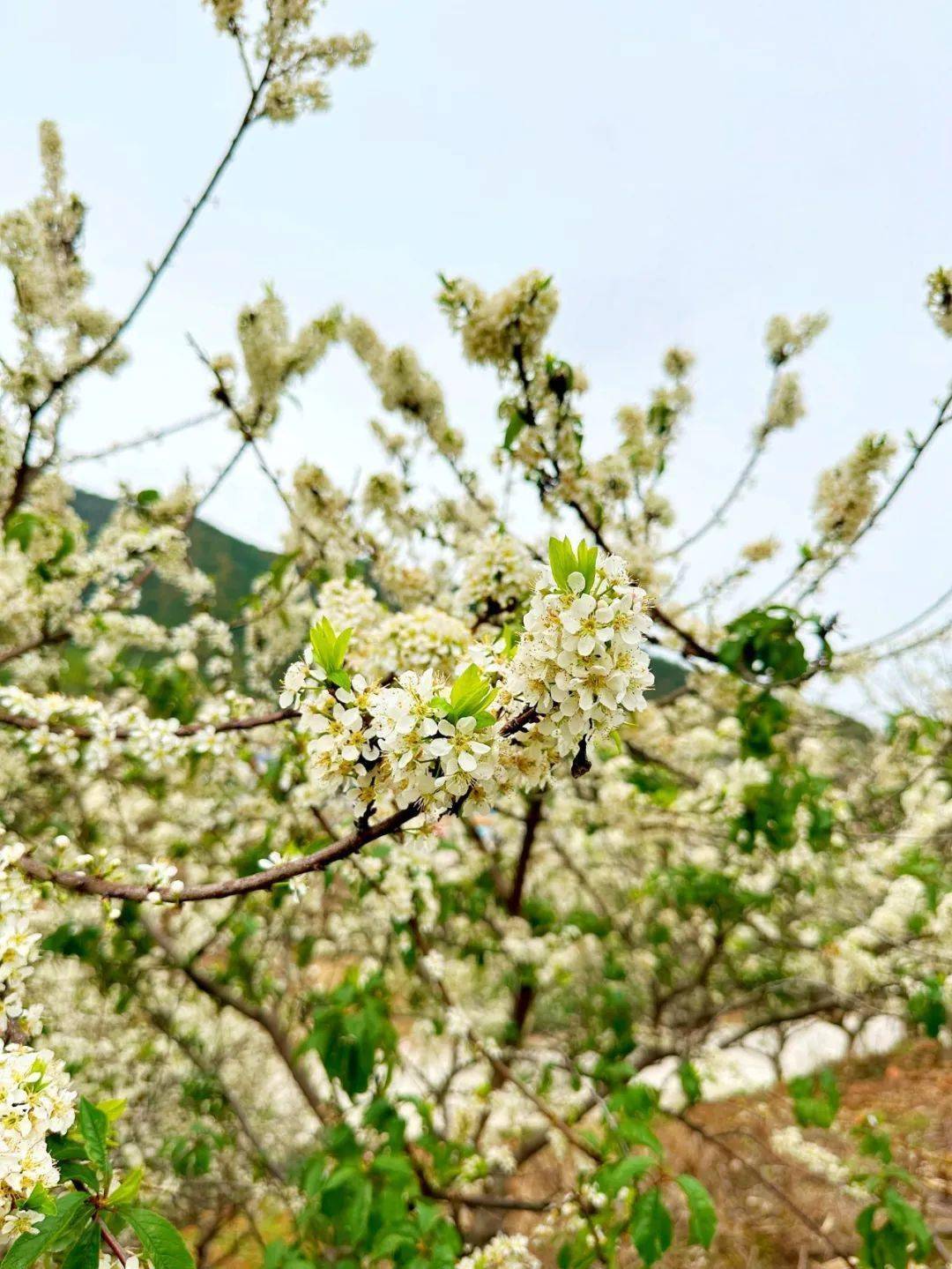 韶關的春天,有桃花,櫻花,梅花,李花,合歡花,油菜花……韶關的花海更暖