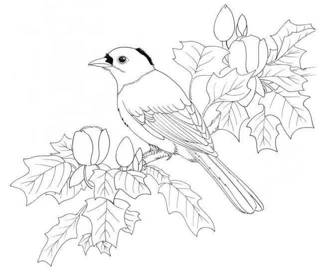 素材| 100种鸟类的线描稿 ,必须收藏!_金翅雀_加拉_山雀