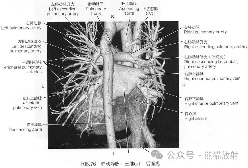 斷解選讀丨心臟及大血管~_動脈_系統_解剖