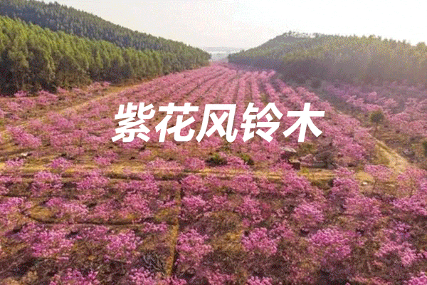 周三成行【特价79元】江门千亩紫花风铃盛开 千亩葵树林 网红彩虹村