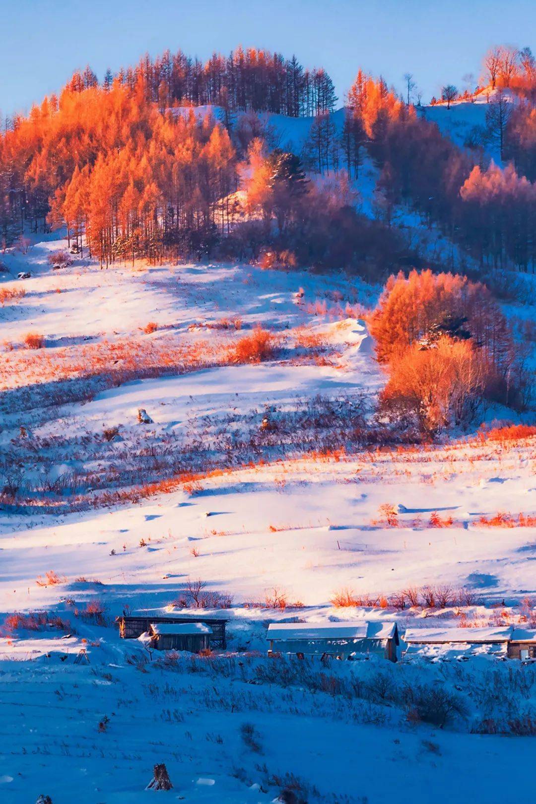 吉林松原雪景图片