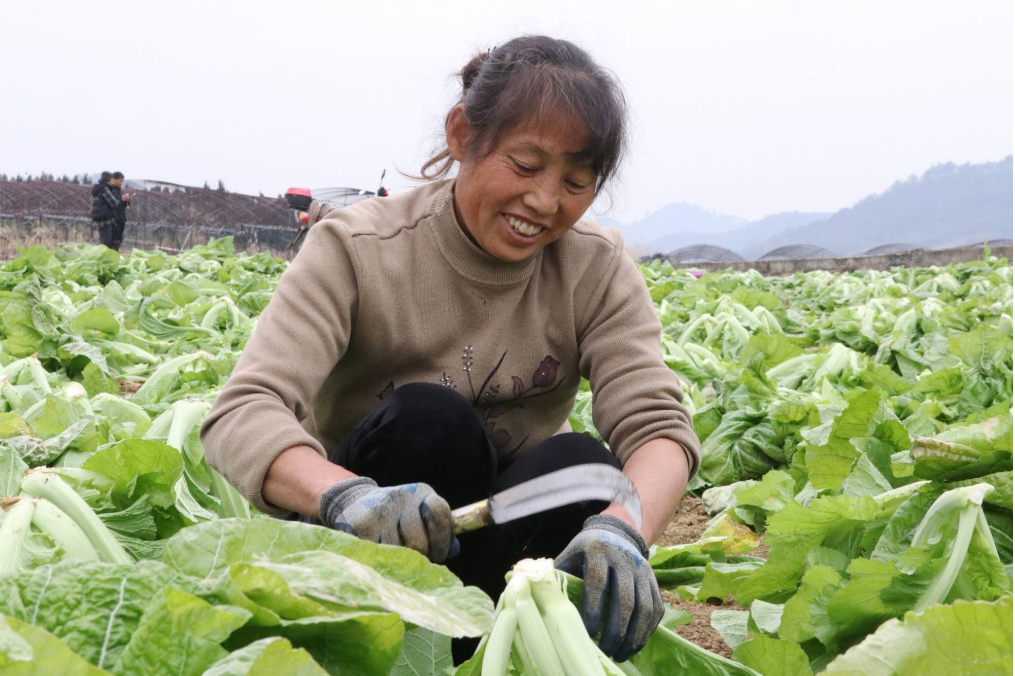 贵州独山:芥菜丰收季 农民采收忙