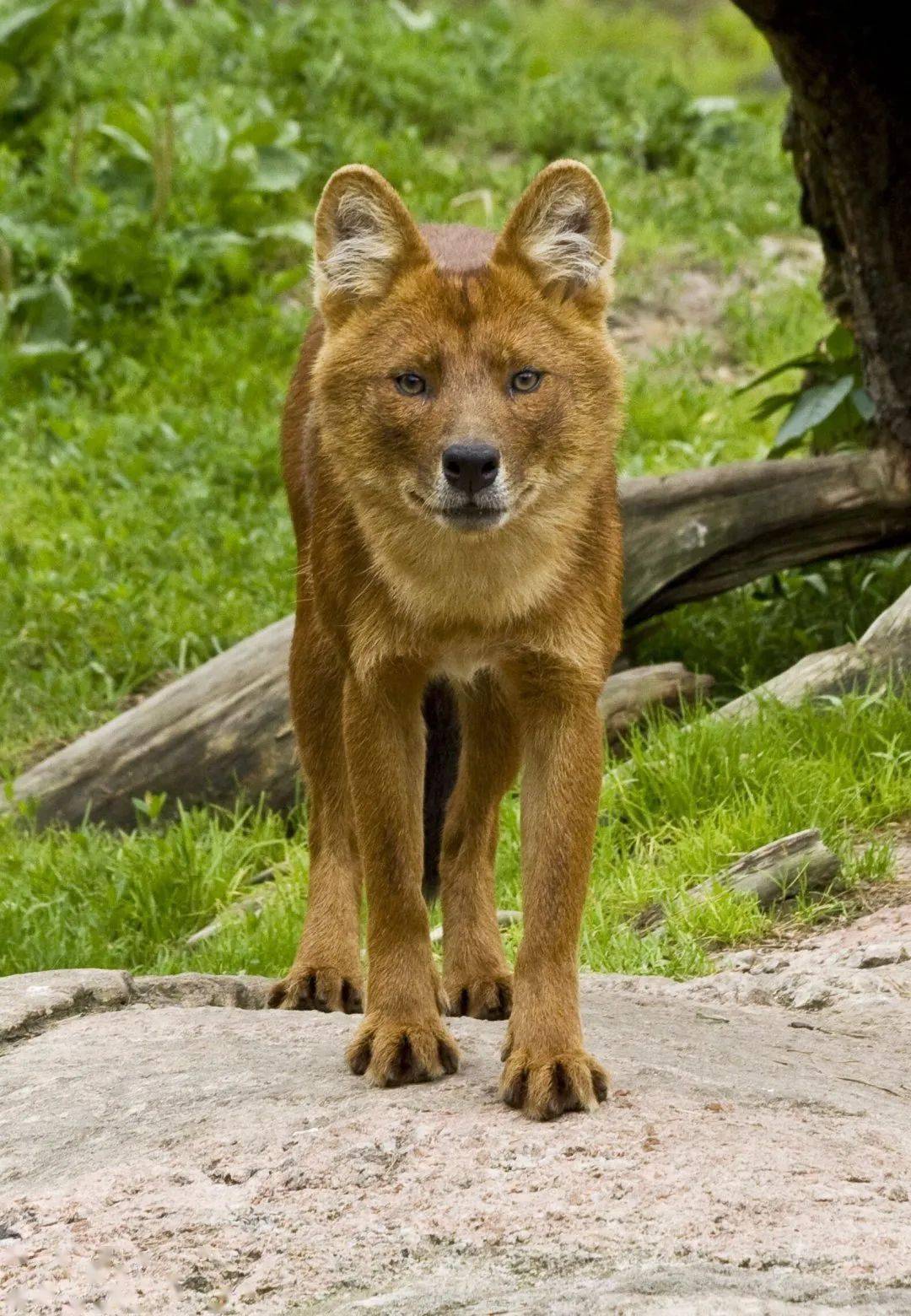 動物們的早間新聞來了丨我們愛科學_白襪子_灰葉猴_小寶寶