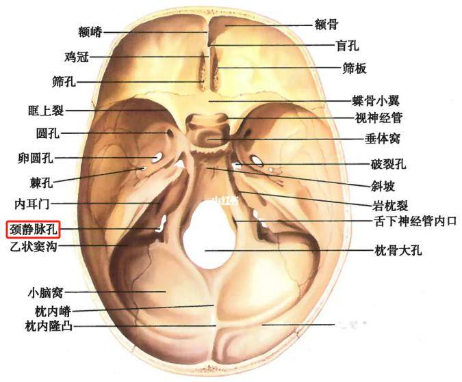 李在明遇刺,頸內靜脈切斷60%為什麼不影響生命?_解剖_動脈_手術