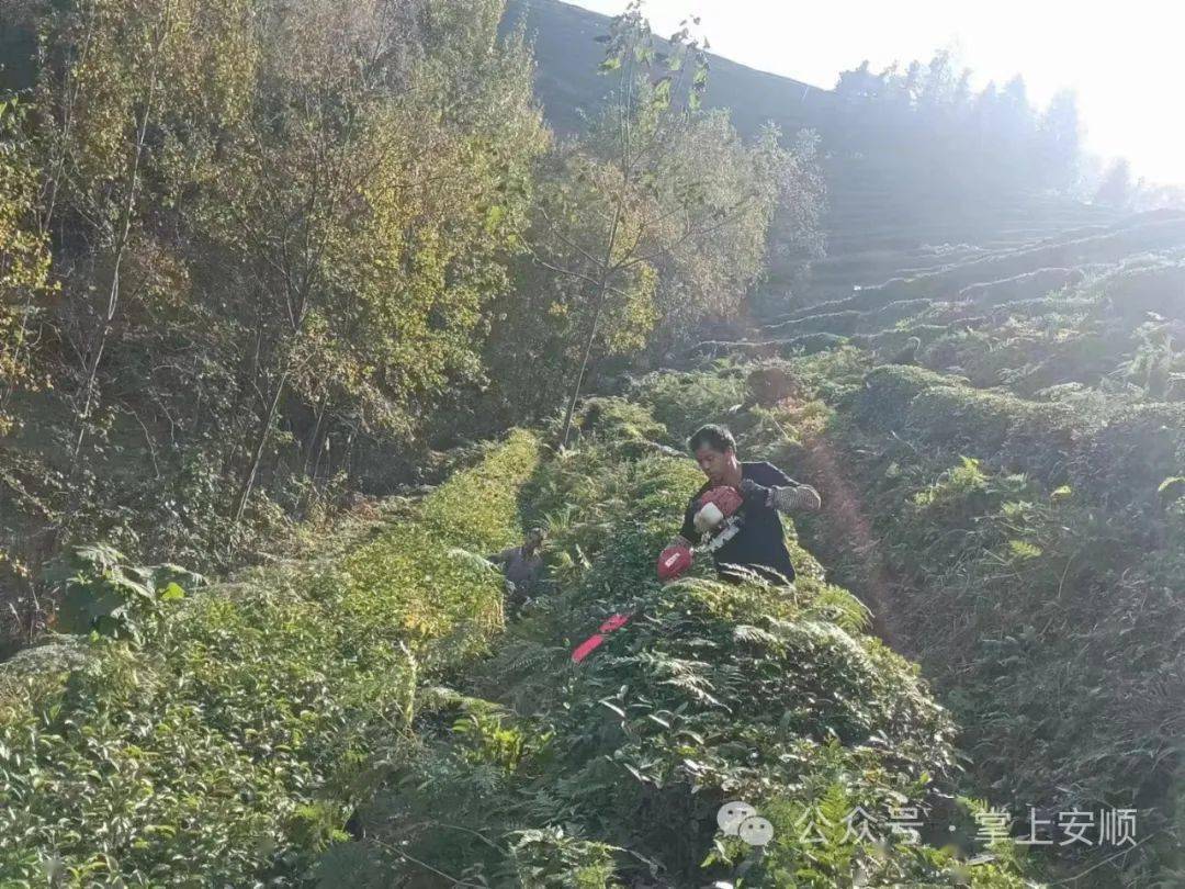 鎮寧江龍鎮:冬季茶園管護忙 來年春茶溢新香_茶葉_種植_茅草村