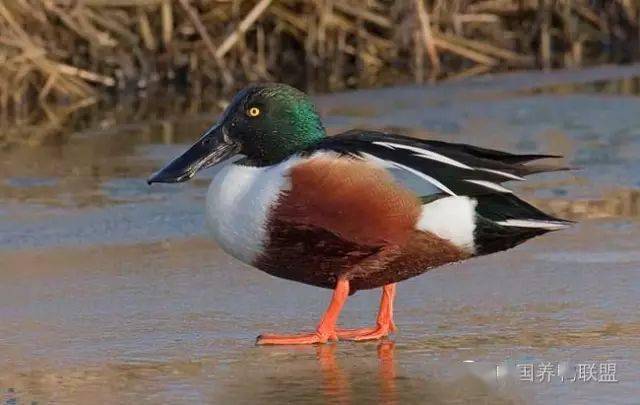 翼镜_绿头鸭_头顶