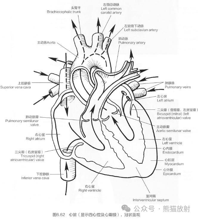 大鼠心脏血管解剖图图片