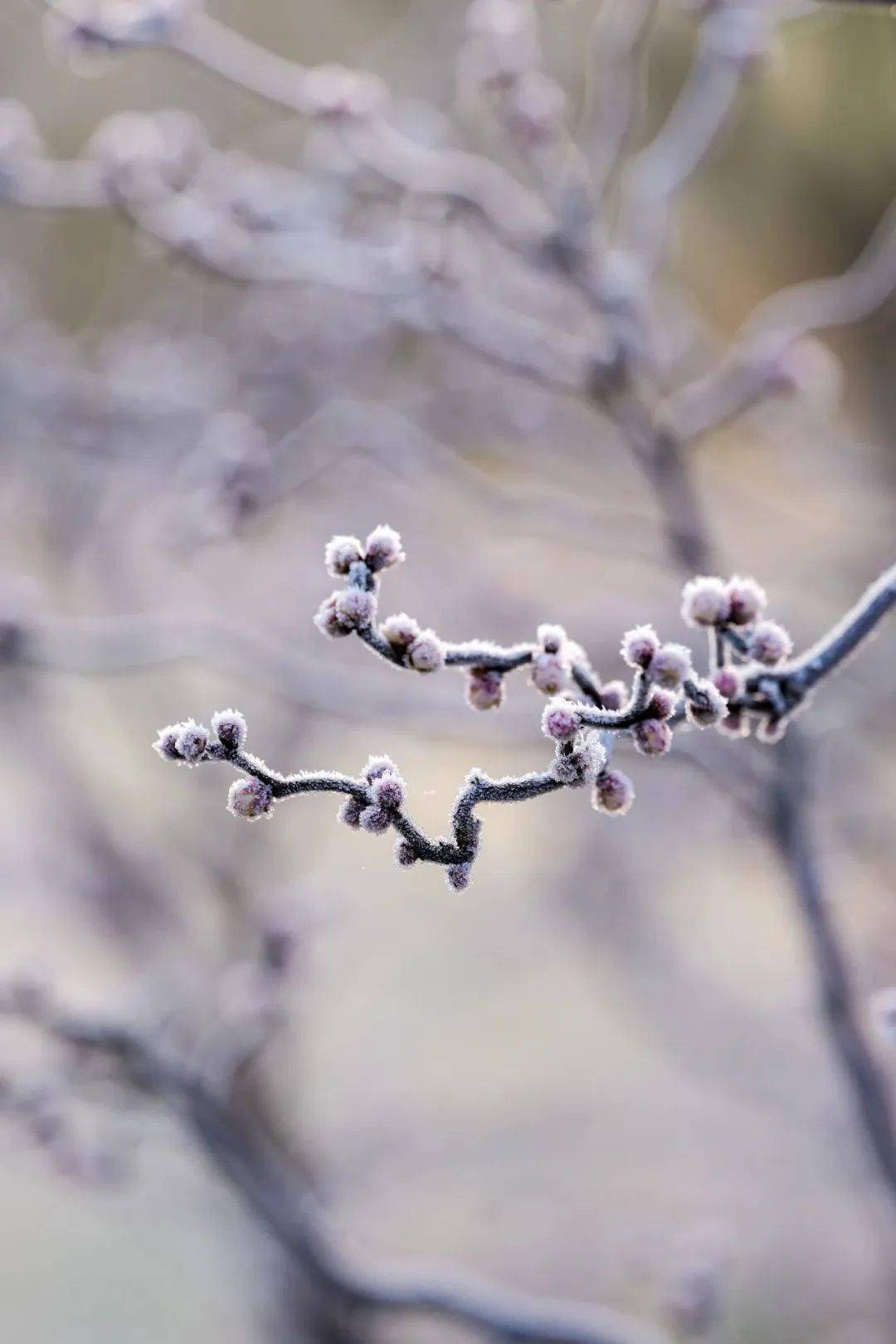 花开海上生态园梅花图片