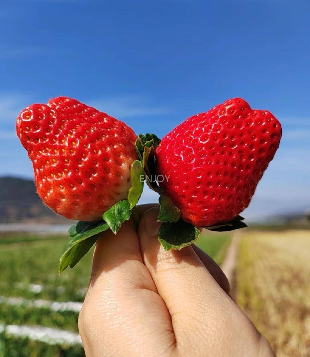 【大凉山露天草莓】3斤只要59.9!
