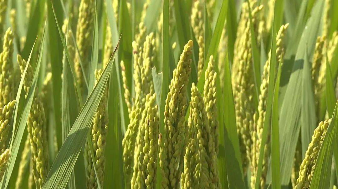 水稻育种,一直是我们武进的金字招牌,多年来,"武"字头的水稻品种超过