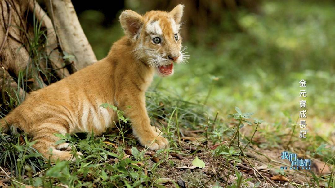 出生就被弃养的小金虎,再次见到妈妈竟是这样…_金元宝_母虎_育幼