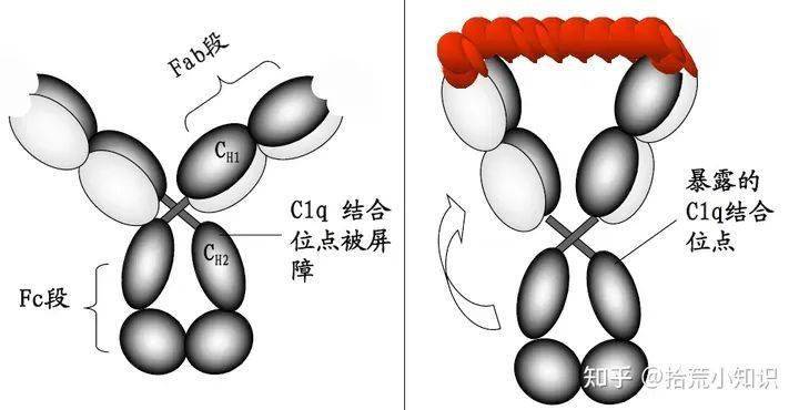 講述免疫球蛋白與抗體的故事_抗原_分子_氨基酸