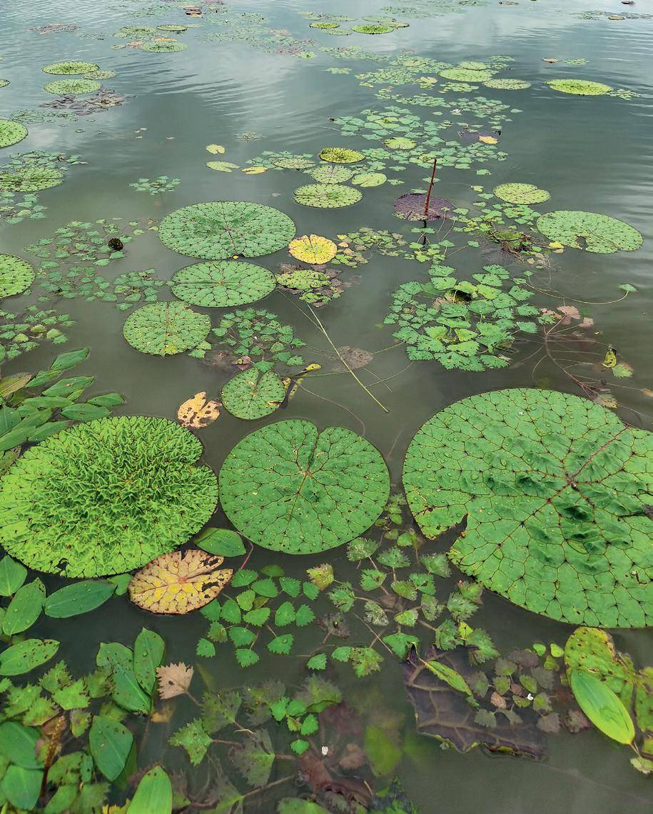 黑鱼在初夏:南方5月,北方6月进行产卵繁殖,在不同的时间段,它的窝有不