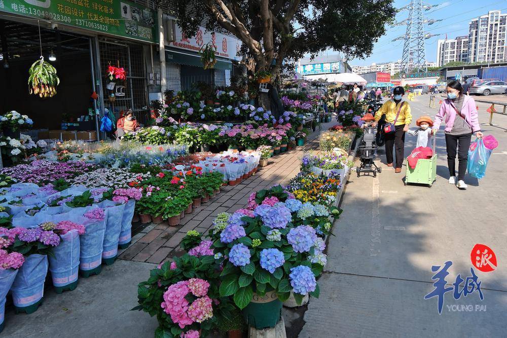 廣州熱銷年花同比漲價一至三成,不少花場訂購量過半_花市_銷售_花卉