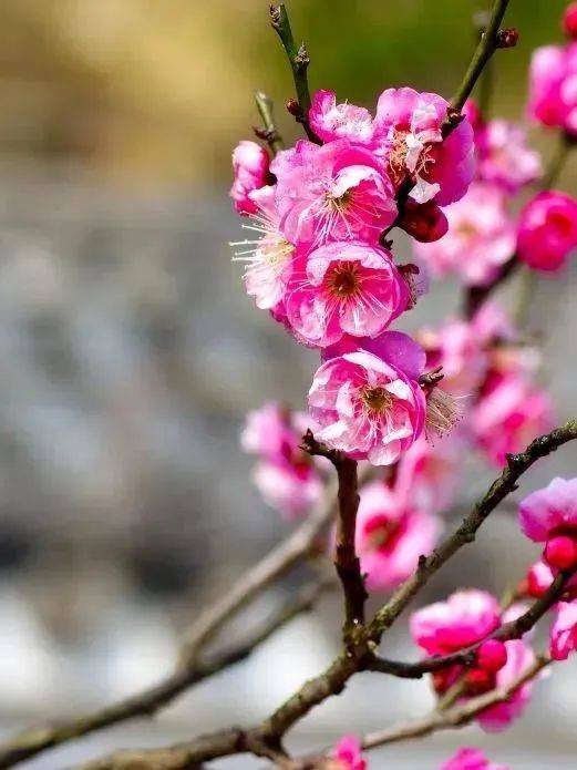 【甌江潮漫遊】梅花綻放 溫婉之春_溫州_公園_清雅