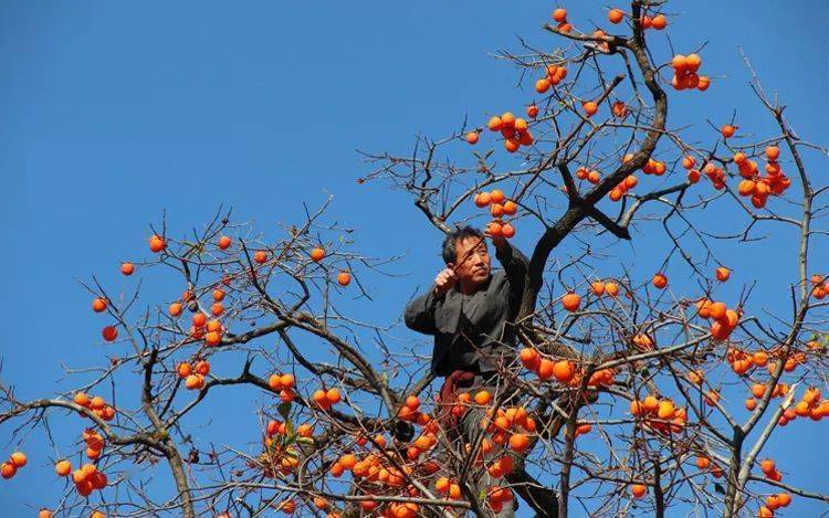 产地食材 ▎沂蒙山古树柿饼,果酱多到像吃流心甜点～_柿子_日本_中国