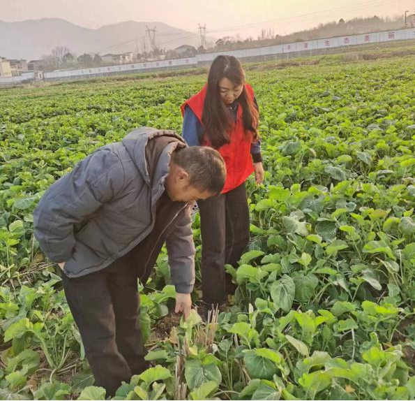 省农技推广中心种植业推广处开展“党建+农技服务”活动_技术推广_油菜_生产