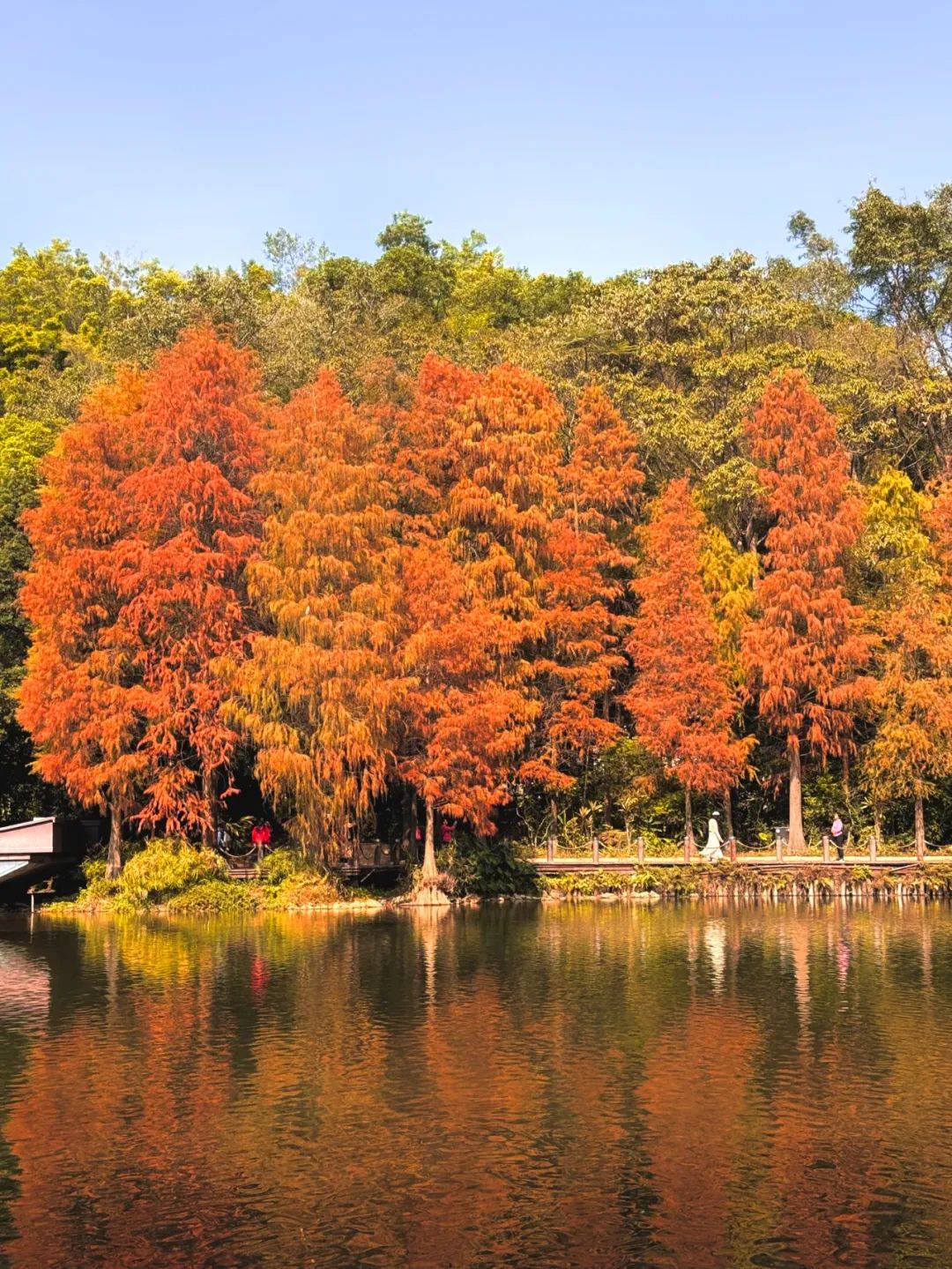 的落羽杉在仙湖植物园内仙湖植物园03交通:地铁3/10号线莲花村d口门票