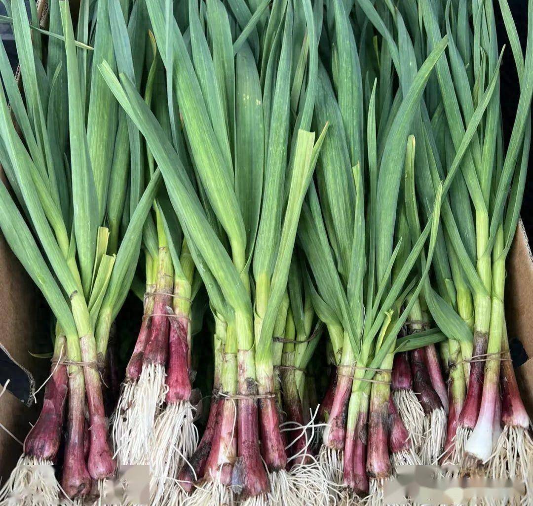 流感"最怕"这个菜,3块钱炒一盘,杀菌消炎好处多,全家少感冒_青蒜_抵抗