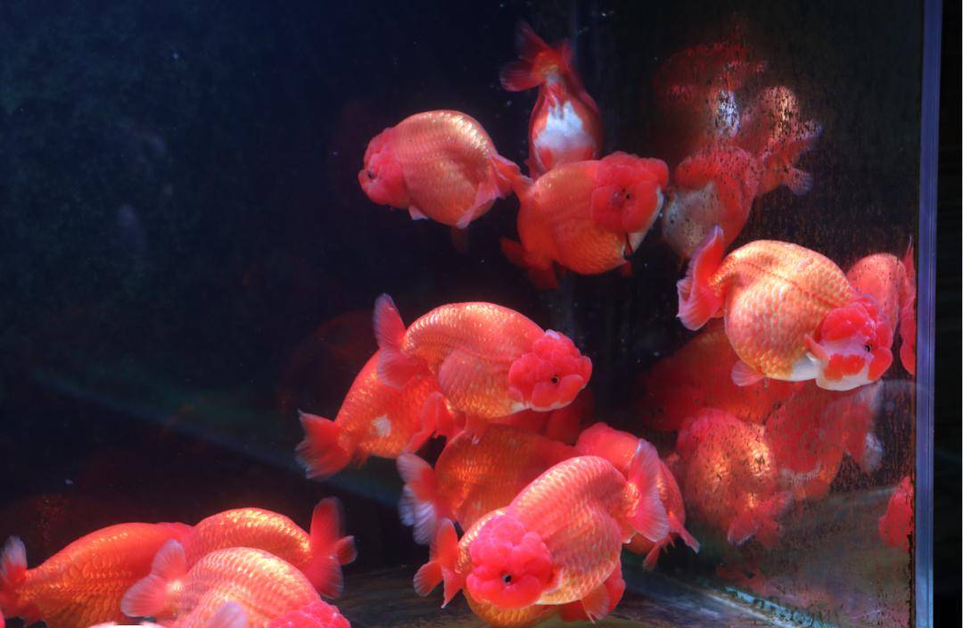 长乐唯一!这个直播有新意_金鱼_网友_养殖