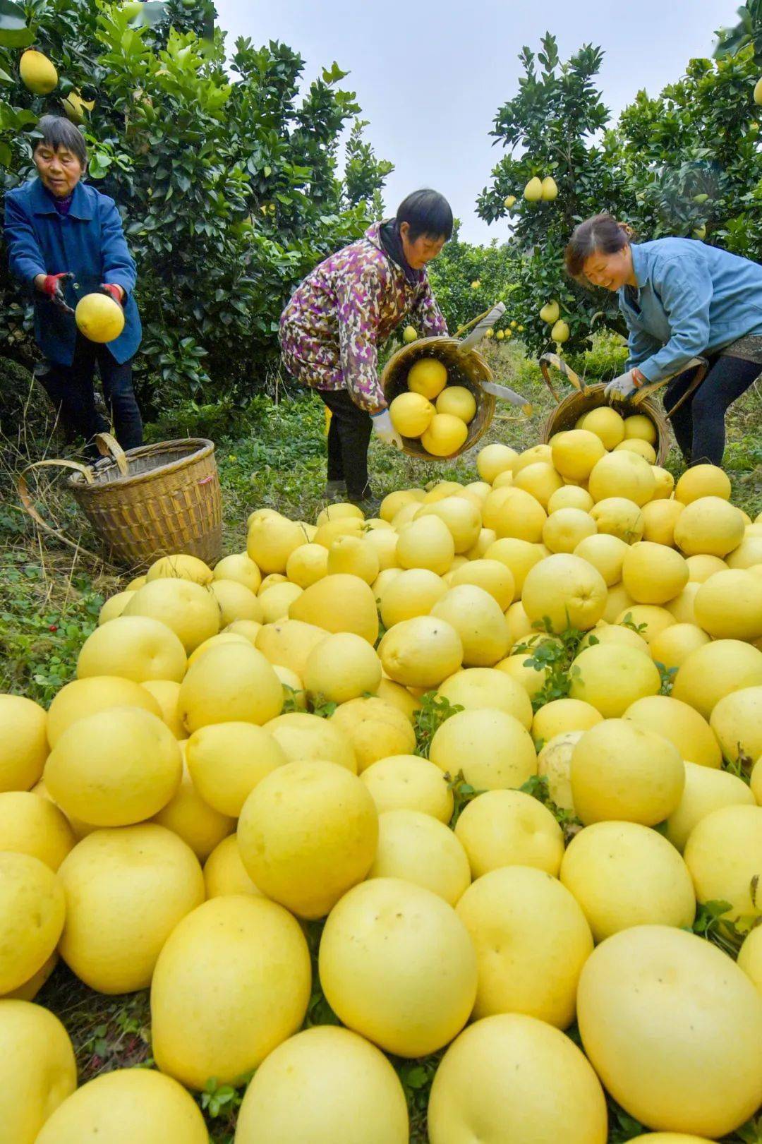 浪漫宣恩贡水白柚成熟啦(文末有福利)_宣恩县_青年_乡村