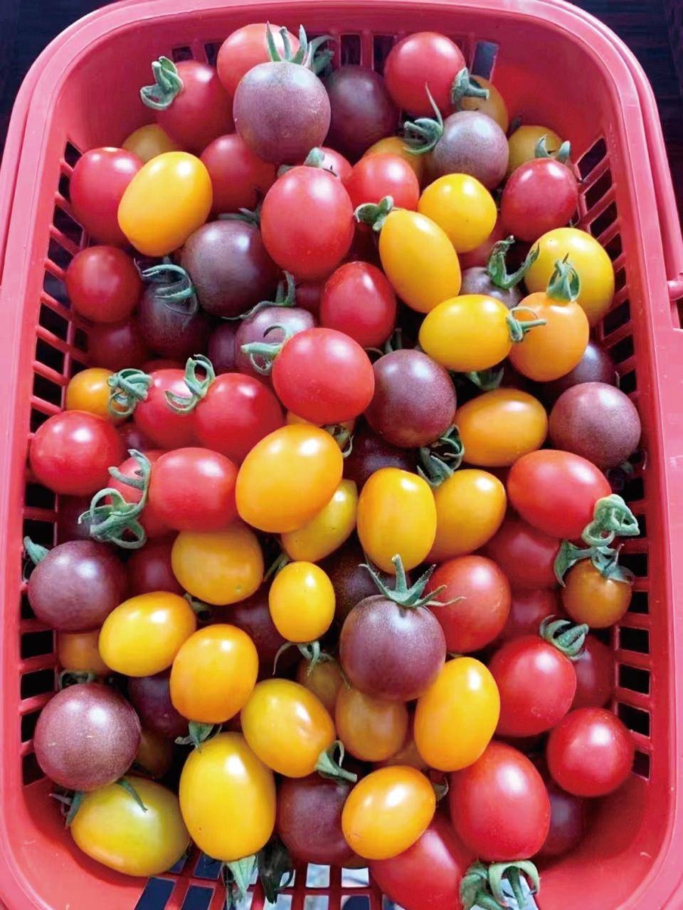 七彩番茄成熟啦 翔安黄厝村种植基地迎来首个采摘期
