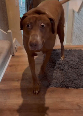 养了个时刻都在"震惊"的狗子,主人每天都会被逗乐:像是个行走的表情包