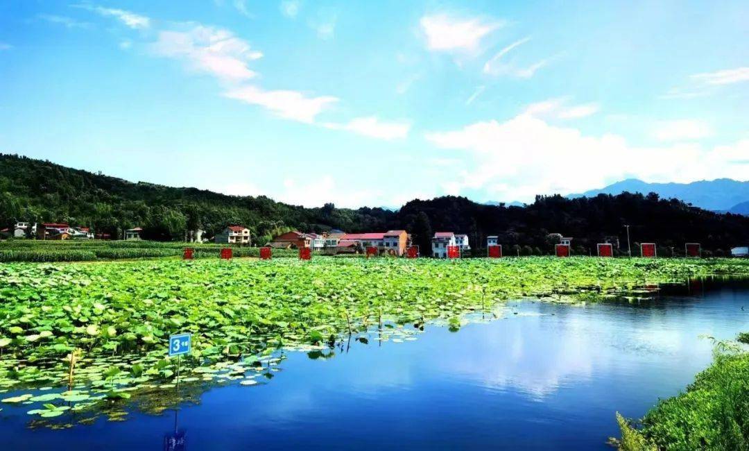 好客汉阴丨汉阴县双乳镇千亩荷塘景区被命名为国家3a级旅游景区