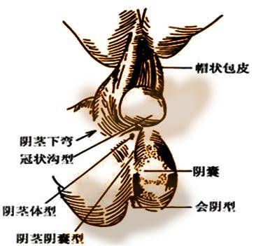 【典型案例】4岁男孩站着尿尿经常湿裤子,竟是因为这个病!