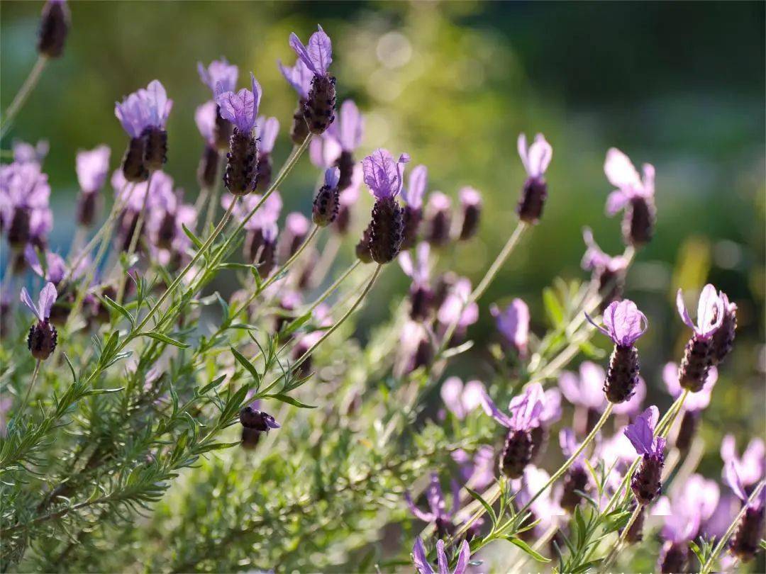 西班牙薰衣草 |香草届颜值担当,满足你所有香草的芬芳浪漫
