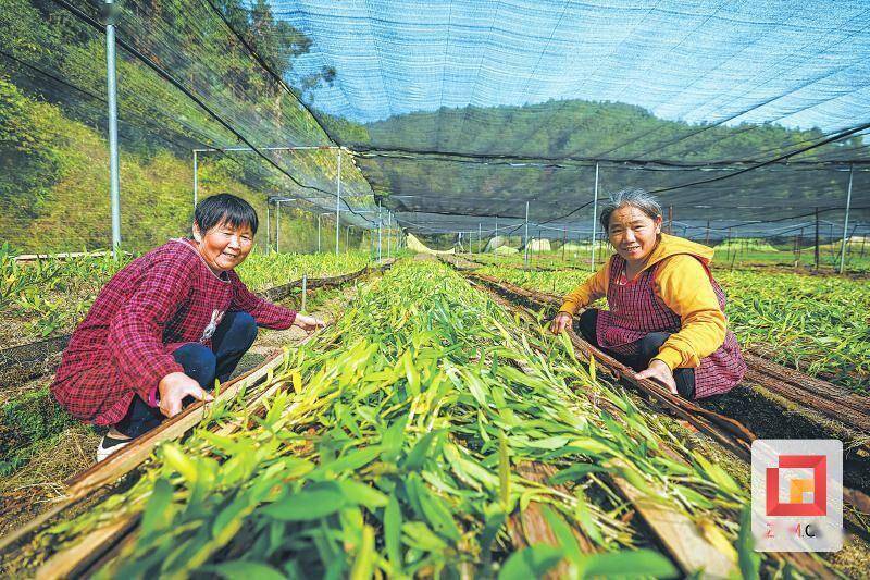 田疇織錦繡 文旅謀新篇——富順縣推進城鄉融合發展的