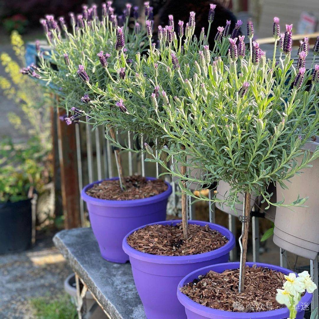 西班牙薰衣草 |香草届颜值担当,满足你所有香草的芬芳浪漫