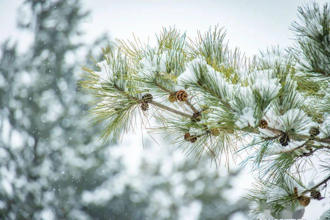 詩詞丨又見雪花飛,靜待故人歸_大雪_友人_江南春