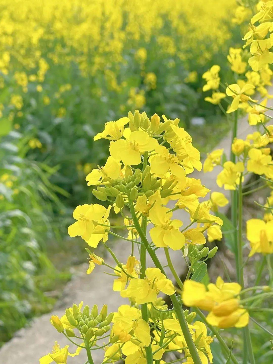 2024賞花圖鑑 | 新一年,來瓜洲看