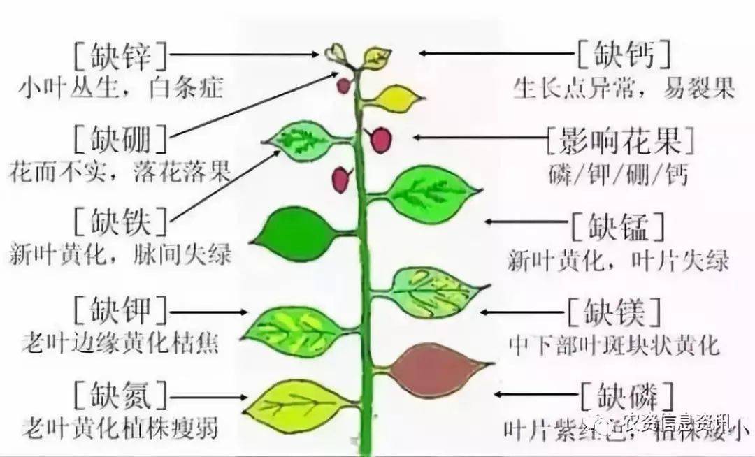 最全最基本的肥料知识(精编版)_植物_元素_养分