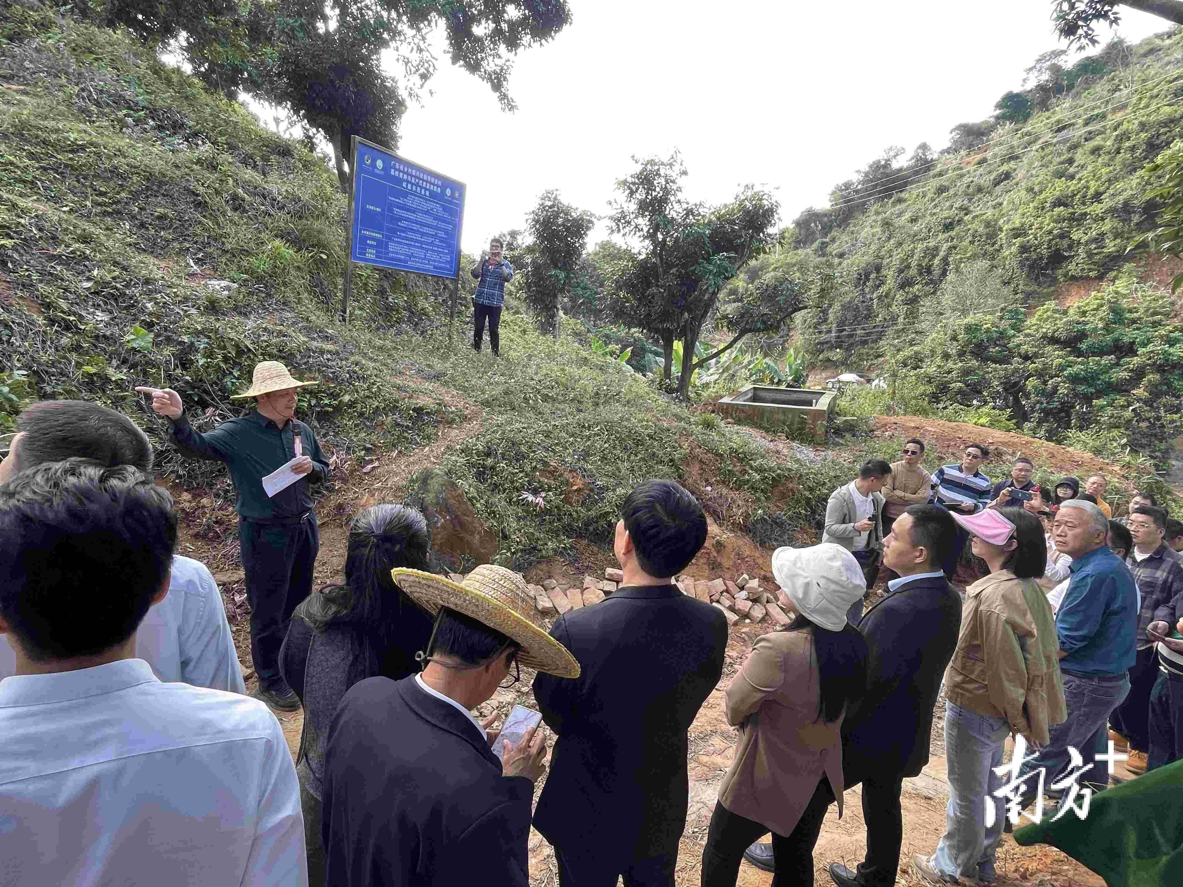 在高州市曹江鎮華坑村震灰嶺上