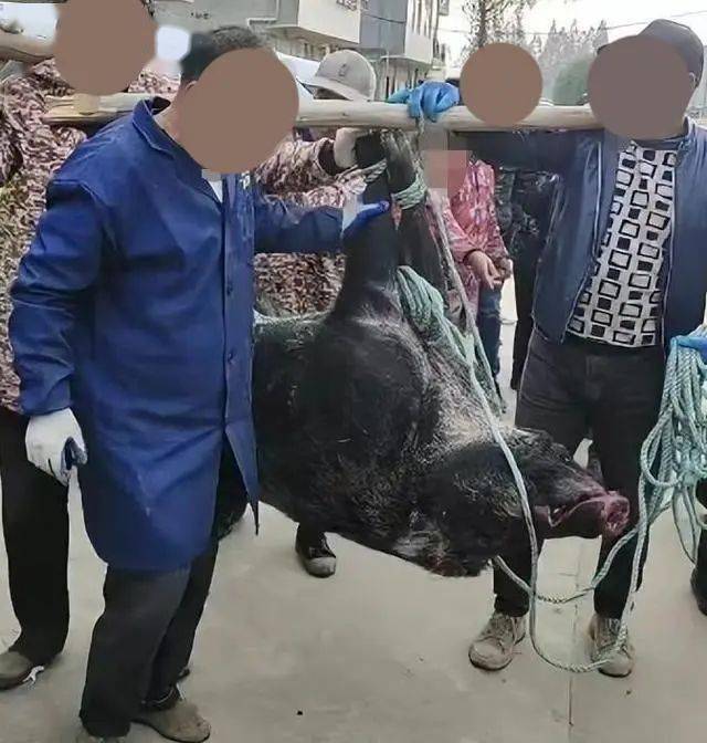 湖北"野猪伤人"致1死3伤:死者勤恳,被咬伤腿动脉!_村民_丈夫_青龙村