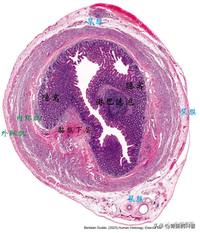 结肠解剖结构分层图片